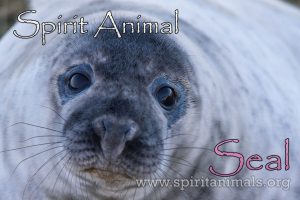 Seal as Spirit Animal