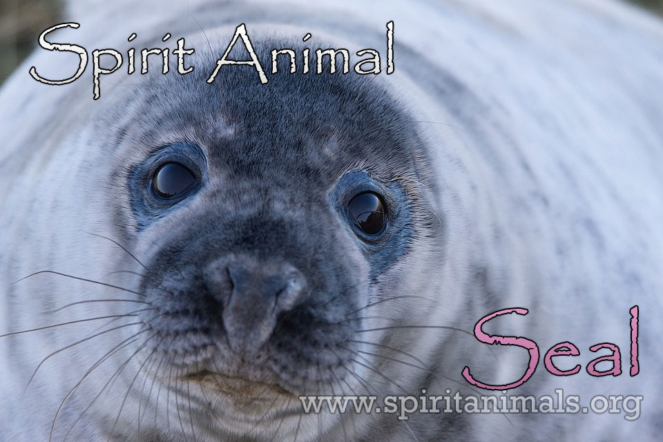 Seal as Spirit Animal