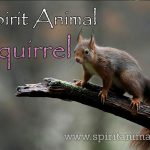 Squirrel as Spirit Animal