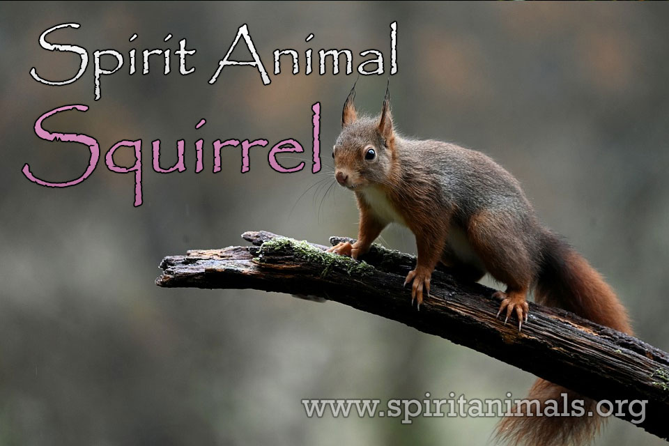 Squirrel as Spirit Animal