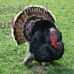 Turkey as Spirit Animal