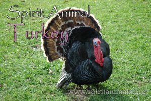 Turkey as Spirit Animal