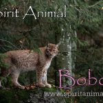 Bobcat as Spirit Animal
