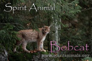 Bobcat as Spirit Animal