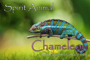 Chameleon as Spirit Animal