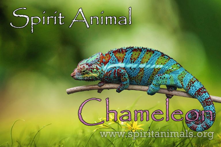 Chameleon Spirit Animal – Meaning and Interpretations - Spirit Animals