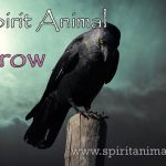 Crow as Spirit Animal