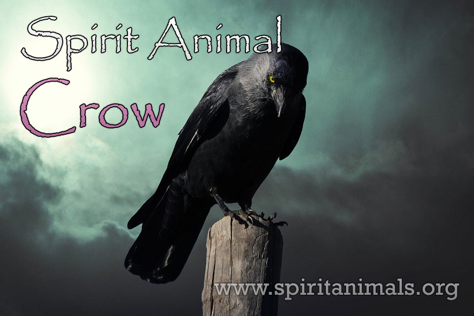 Crow as Spirit Animal