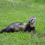 Ferret as as Spirit Animal
