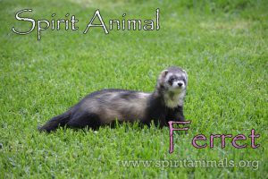 Ferret as as Spirit Animal