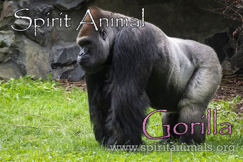 Gorilla as Spirit Animal