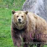 Grizzly as Spirit Animal