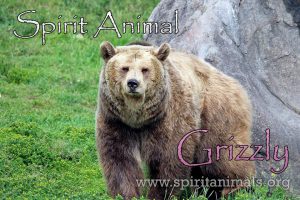 Grizzly as Spirit Animal