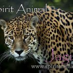 Jaguar as Spirit Animal