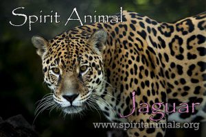 Jaguar as Spirit Animal