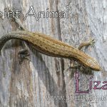 Lizard as Spirit Animal