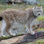 Lynx as Spirit Animal