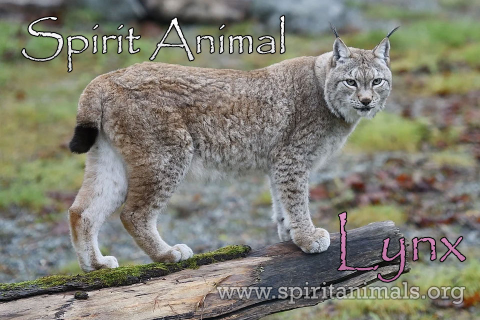 Lynx as Spirit Animal