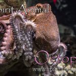 Octopus as Spirit Animal