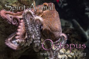 Octopus as Spirit Animal