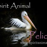 Pelican as Spirit Animal