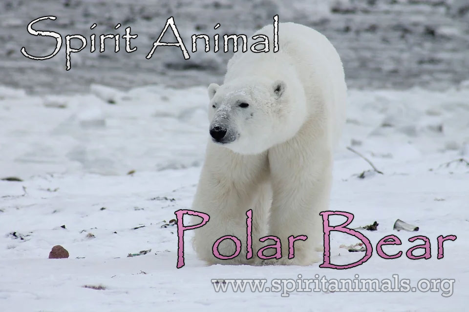 Polar Bear as Spirit Animal