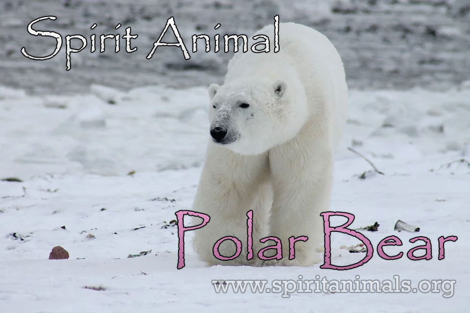 Polar Bear Cosmic Animal Meanings, Messages & Dreams