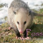 Possum as Spirit Animal