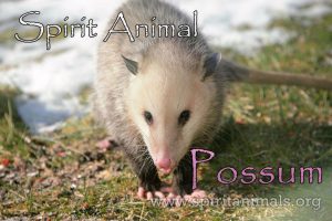 Possum as Spirit Animal
