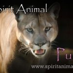 Puma as Spirit Animal