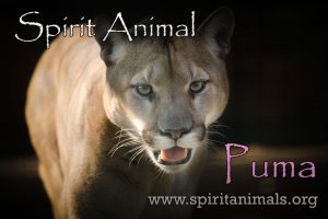 Puma as Spirit Animal