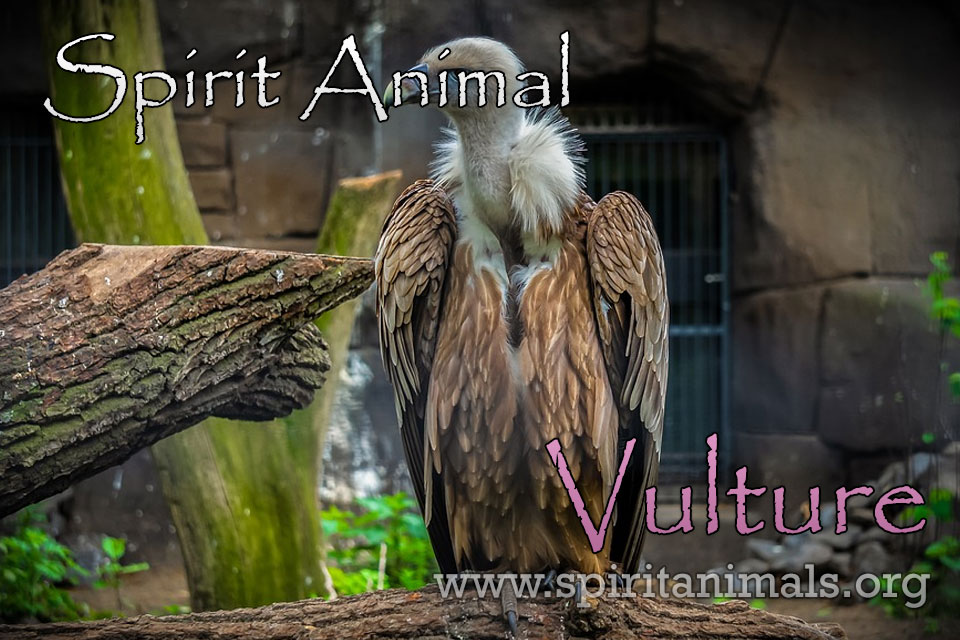 Vulture as Spirit Animal