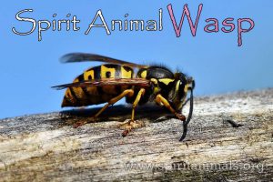 Wasp as Spirit Animal