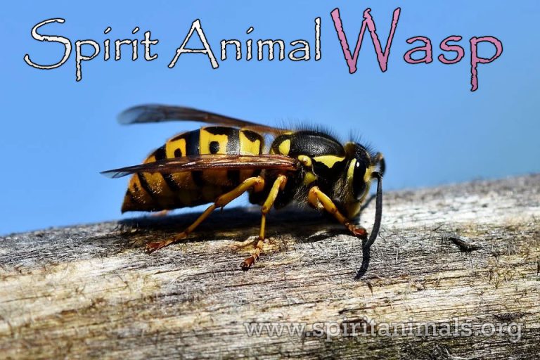 Wasp Spirit Animal Message and Symbolism Spirit Animals
