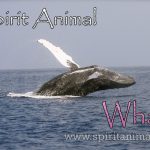 Whale as Spirit Animal