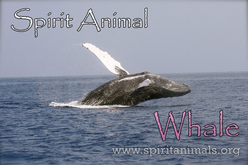 Whale as Spirit Animal