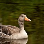 Goose in a Dream