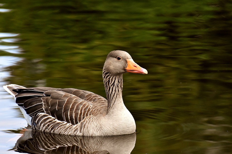 Goose in a Dream