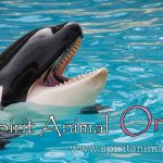 Orca as Spirit Animal