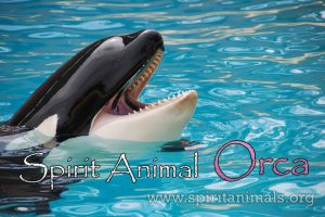 Orca as Spirit Animal