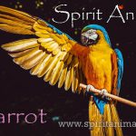 Parrot as Spirit Animal