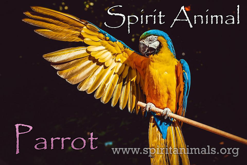 Parrot as Spirit Animal