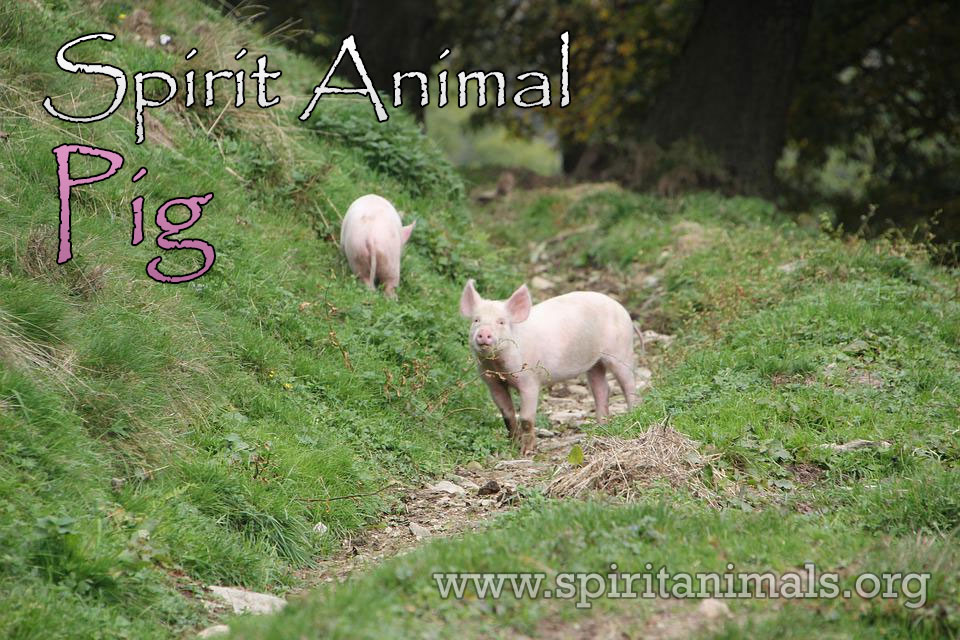 Pig as Spirit Animal