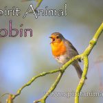 Robin as Spirit Animal