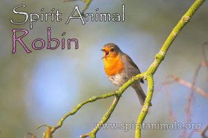 Robin as Spirit Animal