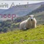Sheep as Spirit Animal