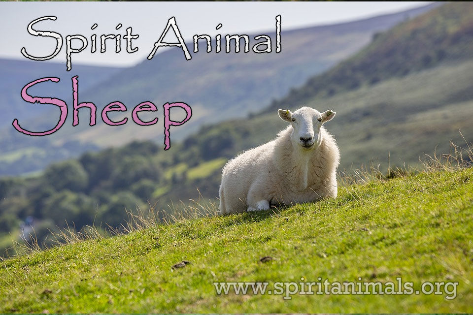 Sheep as Spirit Animal