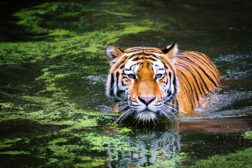Tiger in a water
