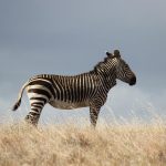 Zebra in a Dream