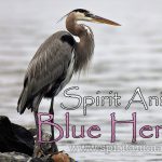 Blue Heron as Spirit Animal